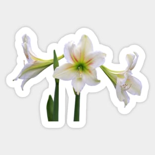 White Lily Sticker